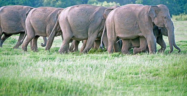 Minneriya National Park